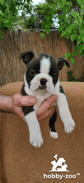 Boston Terrier - catelusi 