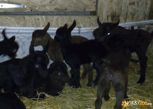 vand 20 iezi murciano granadina
