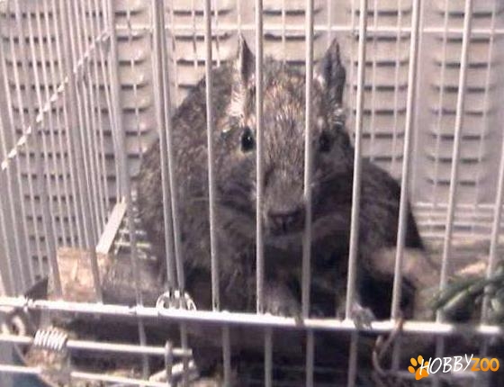 Veverite degu americane