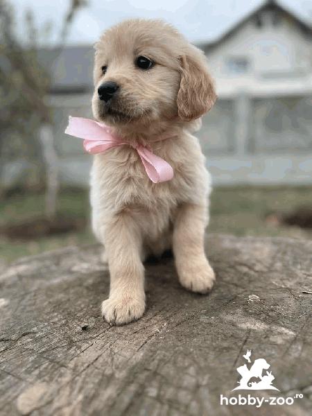 Pui Golden Retriever