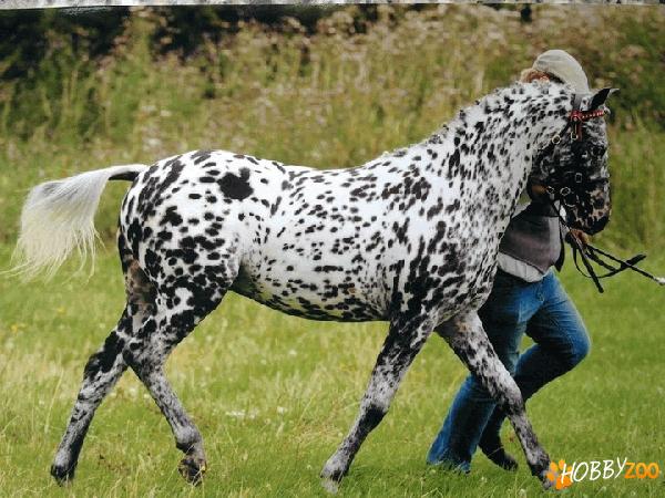 british spotted pony de vanzare