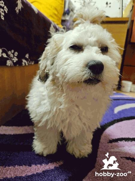 Pui bichon havanez fetiță