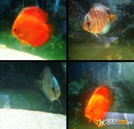 Doi discusi mari culori diferite