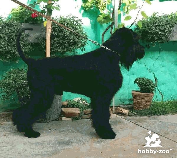 Schnauzer uriaș câine de vânzare