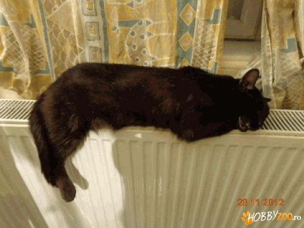 Frankenstein pentru adoptie
