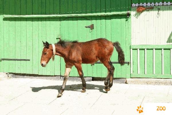 Manz mascul culoare maro