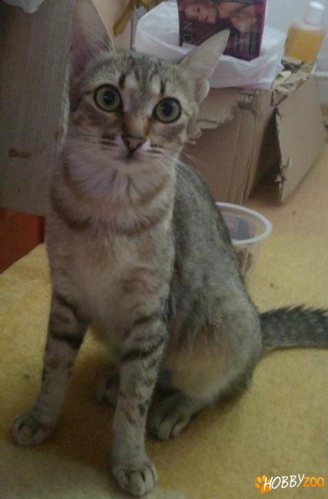 Nina, pisicuta iubareata