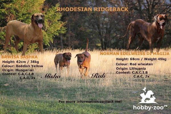 VAND PUIUTI DE RHODESIAN RIDGEBACK CU PEDIGREE
