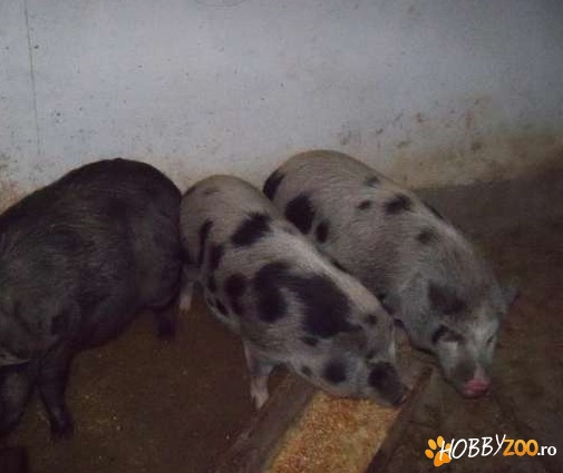 Porci vietnamezi de sacrificat 