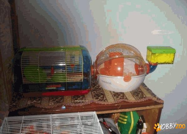 custi moderne hamsteri
