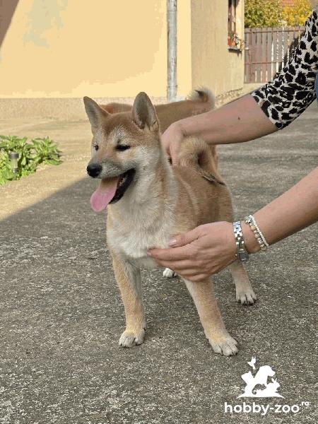 Shiba inu puppies for sale.................