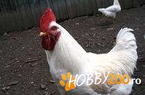 cocosi tineri rasa hyne lyne w36