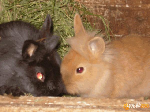 VAND IEPURI CAP DE LEU SI ANGORA   