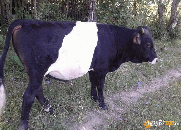 vaca rasa albastru belgian    