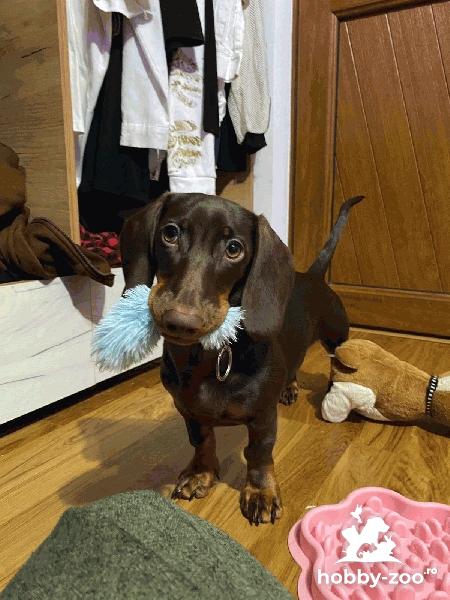 Teckel (Dachshund) - femelă, 6 luni