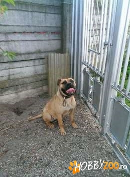 catea Bull Mastif parinti pedigree