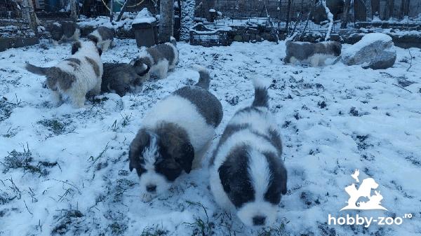 Pui Saint Bernard preț negociabil 