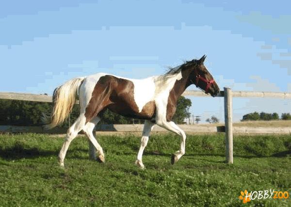 iapa mustang foarte blanda