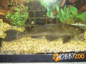 Multiradiatus Pleco 30-35cm