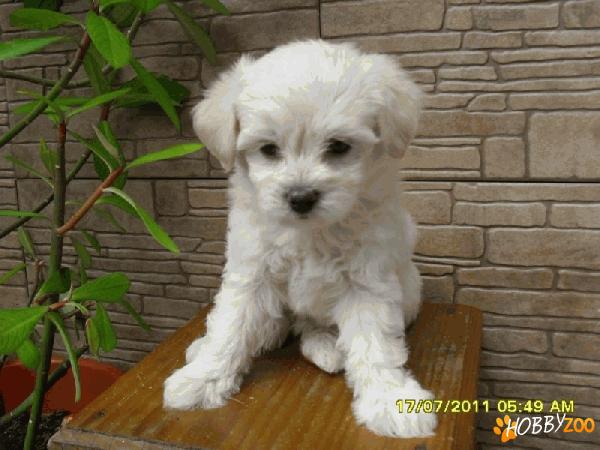 Vand 4 pui Bichon talie mini