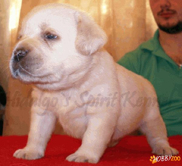 Labrador Retriever Puii sunt vaccinati