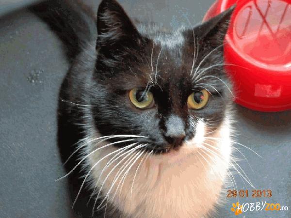 Pussy, pisicuta pentru adoptie