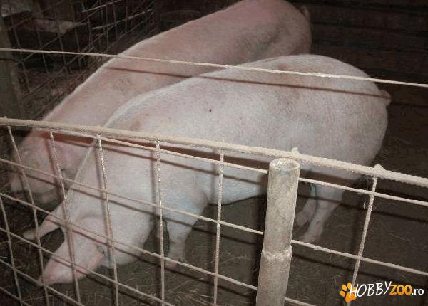 scroafa gestanta f frumoasa