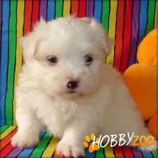 bichon maltese 500 ron superoferta