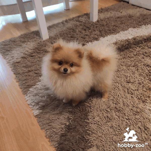 Pomeranian Spitz fata de vanzare