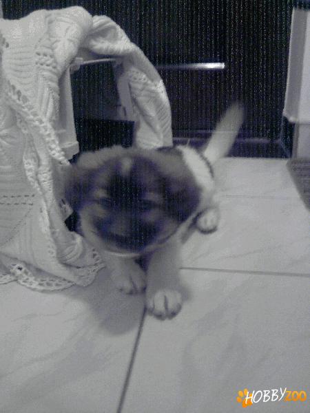 Ursulet pentru adoptie