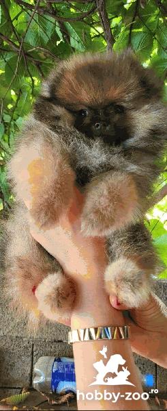 Pomeranian Spitz Teddy cățeluși