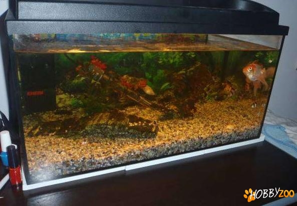 acvariu cu incalzitor si pesti