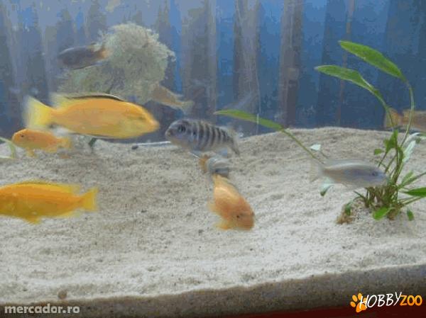 ciclide africane elongatus