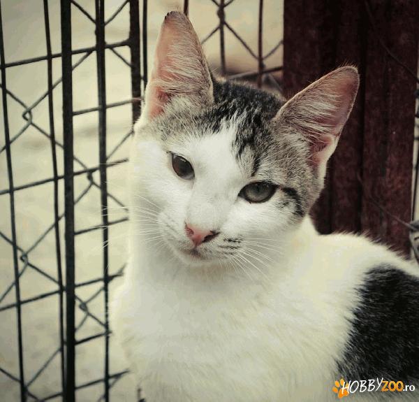 Adoptie: Crisby cauta o familie
