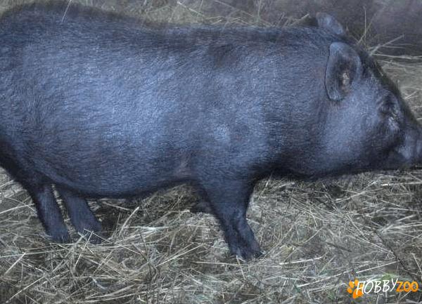 pereche de porci mangalita
