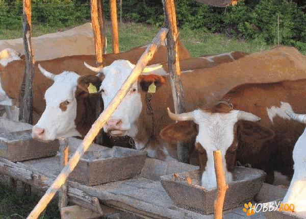 vaci de lapte baltata romaneasca