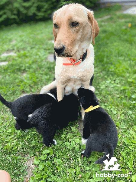 Adoptie pui methish Labrador