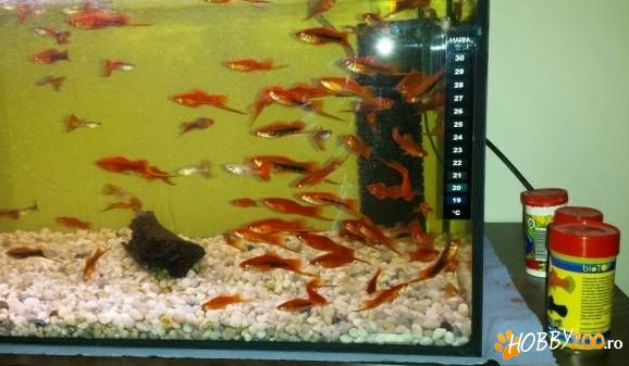 Pesti de acvariu diferite specii