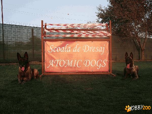 Scoala  de dresaj Canin Atomic Dogs
