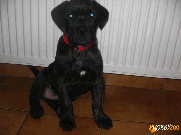 CATELUSA CANE CORSO