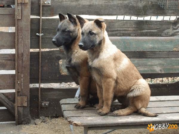 ciobanesc belgian malinoa