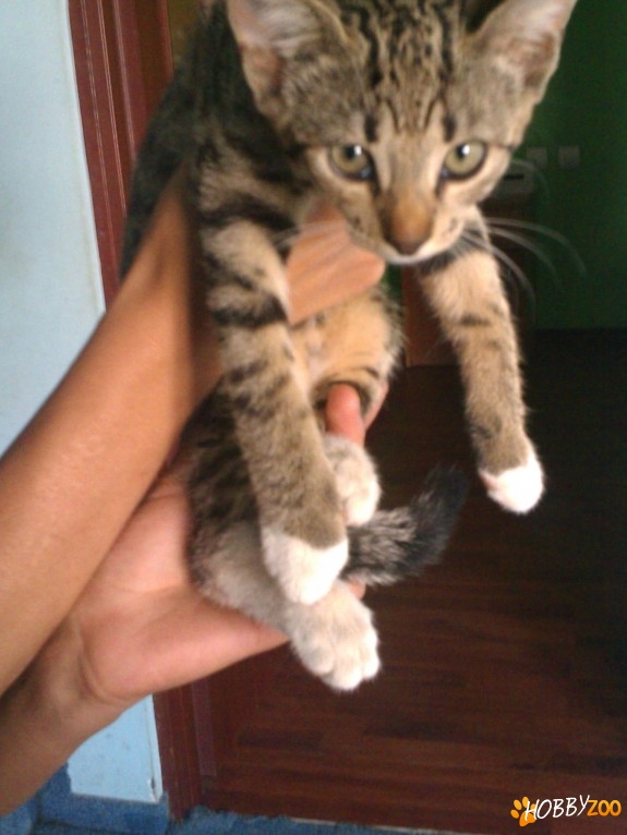 Pufulet tarcat cauta stapan