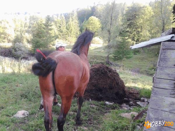Armasar semigreu brun