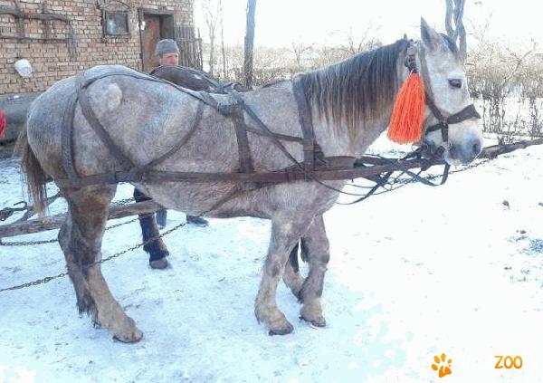 vand manza de 2 ani   