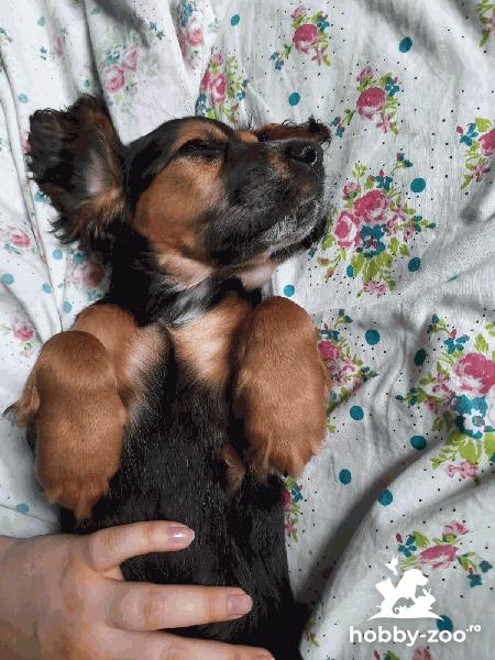 Cocker spaniol Black&tan 