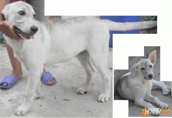 Metisa pui husky, adoptie