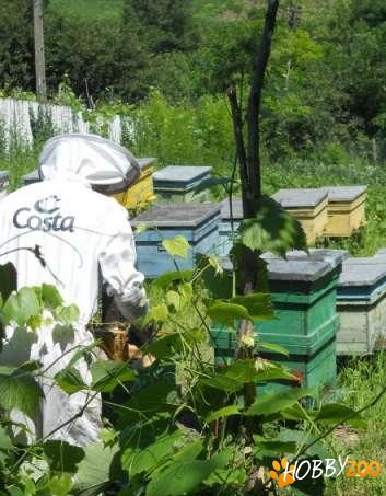 familii albine cu tot cu lazi