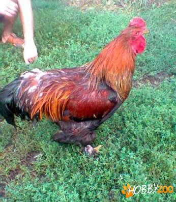 cocos de rasa brahma