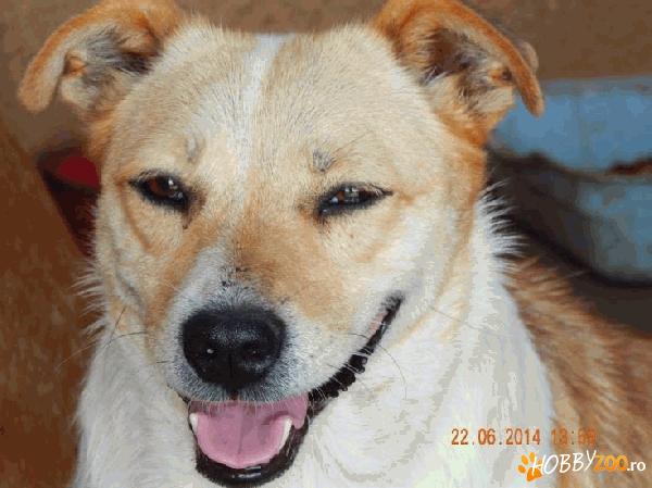 adoptie catelusa talie mica