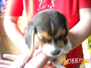  Beagle tricolor de vanzare